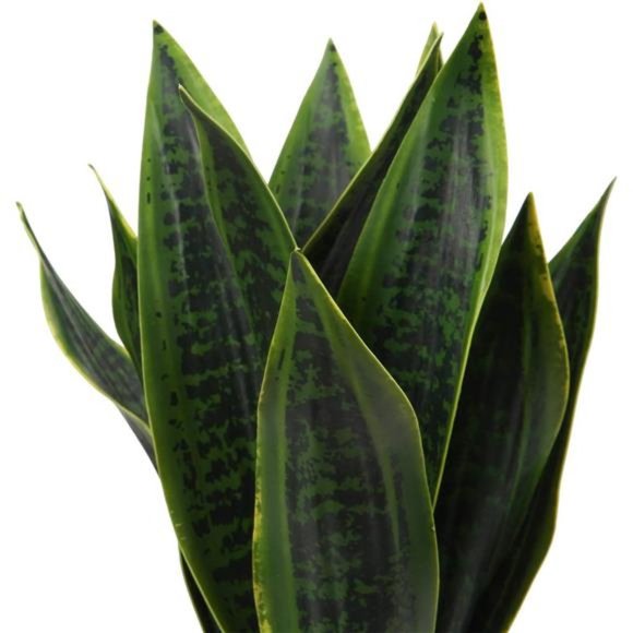 Fake Snake Plant 16"Faux Potted Plant Artificial SnakePlant withWhite CeramicPot - Picture 5 of 6